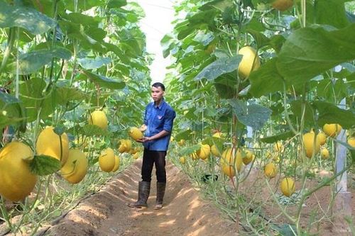 Tuổi trẻ làm giàu từ nông nghiệp sạch
