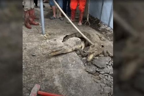 3 con cá sấu phá mặt đường chui lên, lao về phía dân tình xung quanh gây 'thất kinh'