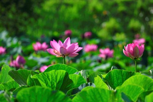 Buông bỏ tham sân si, sống an nhiên tự tại