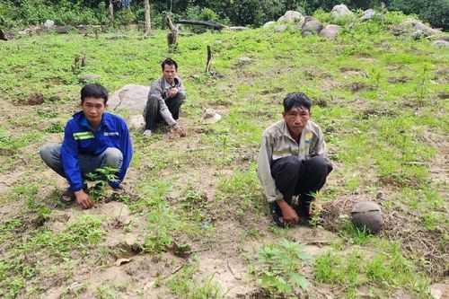 Khai mang súng lên núi bắn chim nhưng 3 người lộ việc trồng 900 cây cần sa