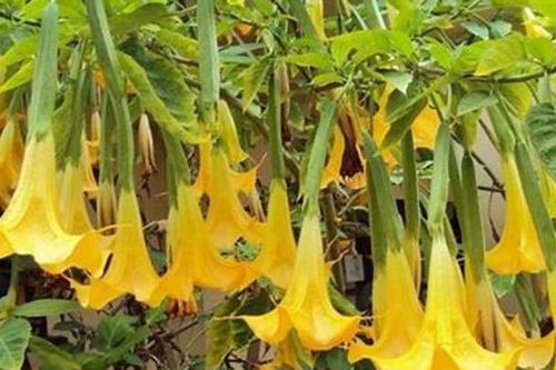 Độc tố trong hoa chuông nguy hiểm thế nào?