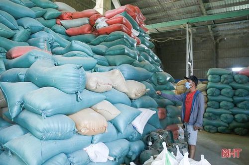 Giá gạo tăng 'nóng' làm khó cơ sở sản xuất, doanh nghiệp xuất khẩu