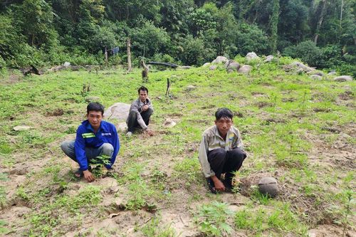 Bình Thuận: Bắt 3 đối tượng trồng 900 cây cần sa trái phép trên Núi Bể