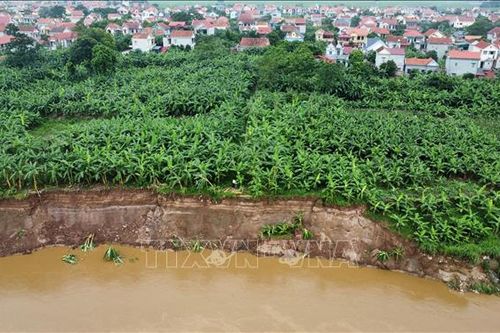 Phú Thọ: Cần khẩn cấp xử lý sạt lở nghiêm trọng bờ sông Thao