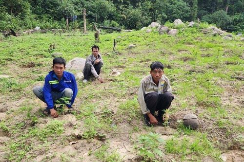 Bình Thuận: Bắt 3 đối tượng trồng 900 cây cần sa trái phép trên Núi Bể