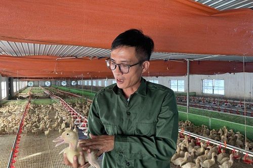 Lắp điều hòa trong khu nuôi vịt, chủ trang trại kiếm tiền tỷ mỗi năm