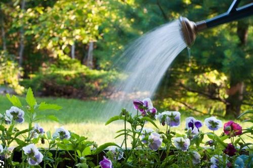 Tưới hoa vào buổi sáng hay buổi tối để cây xanh tốt, hoa nở rộ quanh năm?