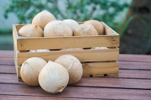 Việt Nam có thể xuất khẩu dừa sọ sang Mỹ ngay lập tức