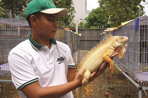 Kinh doanh rồng Nam Mỹ