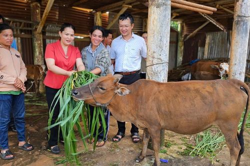 Pleiku hỗ trợ sinh kế cho 6 hộ nghèo dân tộc thiểu số