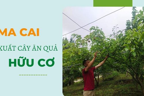 Si Ma Cai sản xuất cây ăn quả hữu cơ