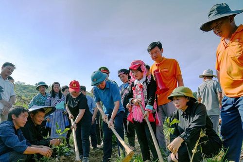 Huyện Mường Khương triển khai trồng chè vụ mới năm 2023