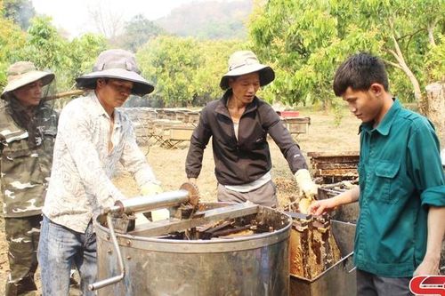 Triển vọng nghề nuôi ong mật