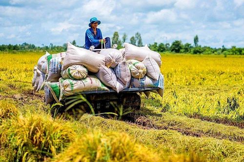 Mắc cạn khi lướt sóng cổ phiếu gạo, nhà đầu tư cổ phiếu VSF lỗ hơn 30% chỉ sau 2 phiên giao dịch