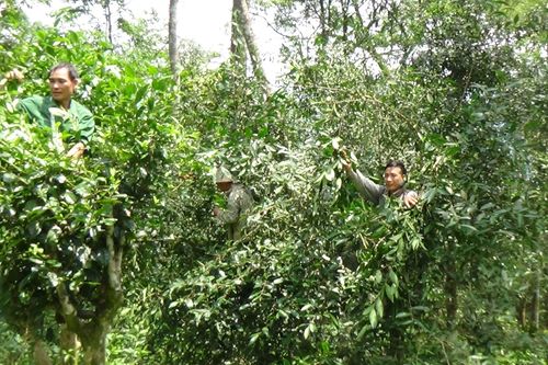 Tuyên Quang: Nâng cao giá trị cây chè Khau Mút