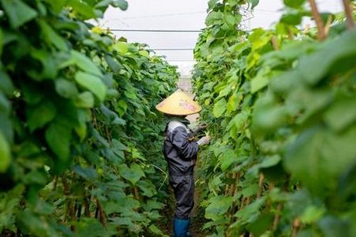 HTX thích ứng với xu hướng tiêu dùng xanh