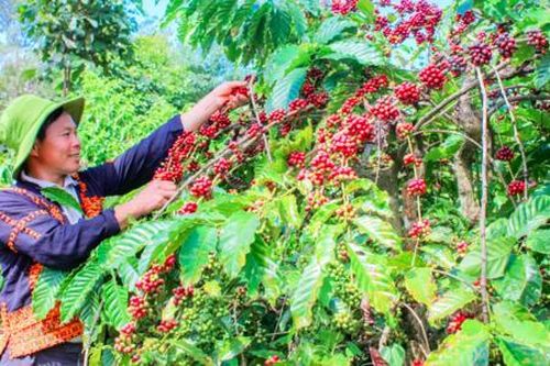 Đồng bào dân tộc thiểu số Đắk Mil thu trăm triệu nhờ trồng cà phê theo tiêu chuẩn