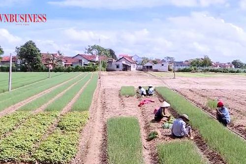 Liên kết làm nông nghiệp sạch 'hái ra tiền'
