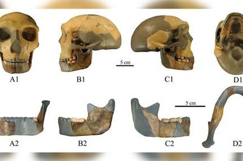 Phát hiện hộp sọ 300.000 năm tuổi có khả năng thuộc giống người mới