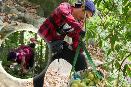 Diễn viên Huy Khánh trượt ngã khi lên núi hái xoài mưu sinh
