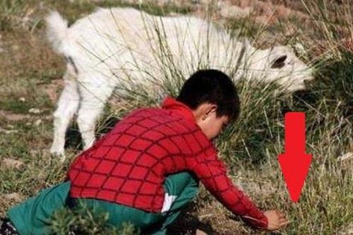 Cậu bé chăn cừu vấp phải vật lạ màu xanh, chuyên gia không ngờ tìm ra manh mối vụ án 2.700 năm