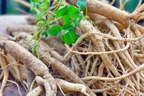 Bài thuốc hỗ trợ nhanh phục hồi sau mắc sốt xuất huyết