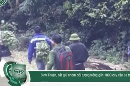 Bắt giữ nhóm đối tượng trồng gần 1000 cây cần sa trên Núi Bể ở Bình Thuận
