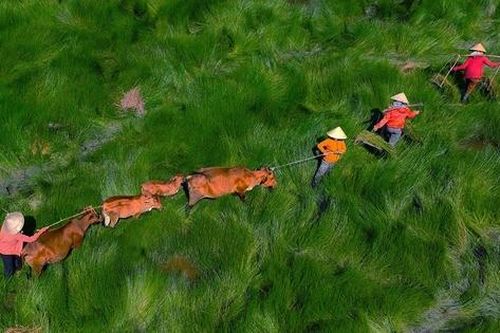 'Lộc trời ban' cánh đồng cỏ năng đẹp mê ly duy nhất ở Miền Trung