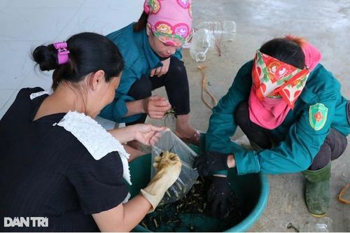 Ngã sấp mặt săn 'quái vật mặt quỷ', cứ vào rừng là có tiền