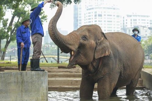 Quy trình chăm sóc, huấn luyện cá thể voi ở vườn thú Hà Nội ra sao?