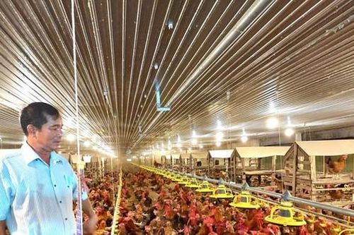 Thành tỷ phú nhờ nuôi gà công nghệ cao