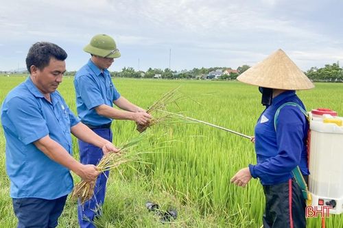 Nông dân Hà Tĩnh 'đau đầu' xử lý bệnh khô vằn hại lúa