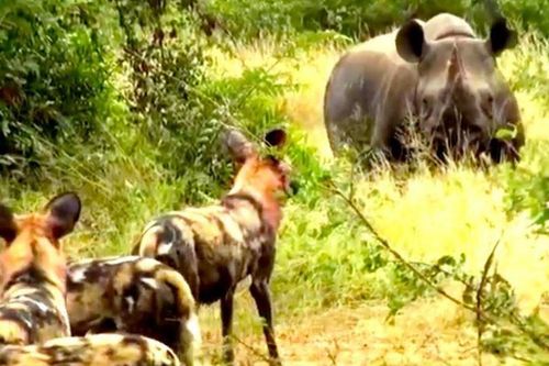 CLIP: Loài động vật có tỷ lệ săn mồi cao nhất châu Phi bị tê giác đen lùa 'như vịt'