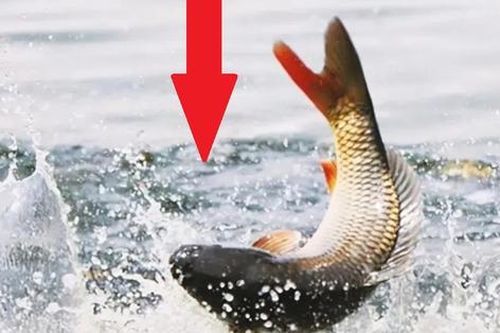 Khi cá bất ngờ nhảy lên khỏi mặt nước, vì sao không nên vung cần câu?