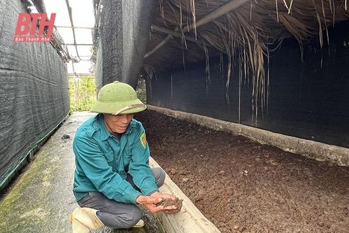 Nuôi giun quế - lợi ích 'kép' trong sản xuất nông nghiệp