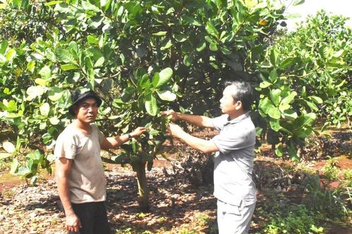 Ia Grai: Nông hội gắn kết nông dân với doanh nghiệp