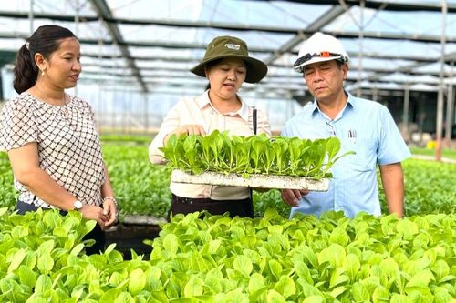Tìm đường đưa rau Đak Pơ vào các thị trường lớn