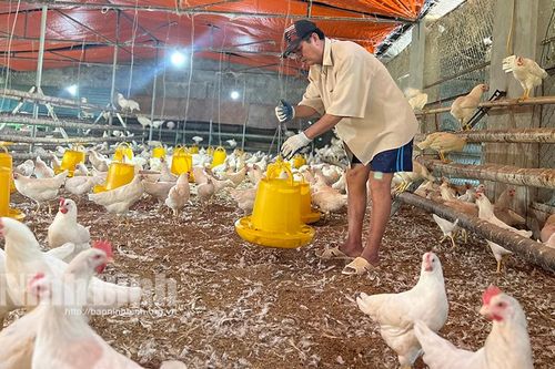 Làm giàu từ nuôi gà Ai Cập 'siêu trứng'