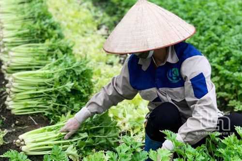 Tạo đà cho hợp tác xã phát triển