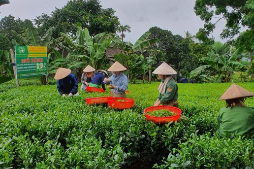 TP. Thái Nguyên: Đề nghị chuyển gần 60ha đất sang trồng chè