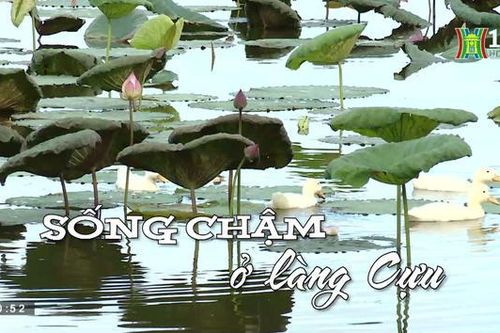Sống chậm ở làng Cựu | Nhịp sống Hà Nội| 12/8/2023
