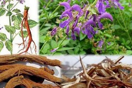 3 thảo dược giúp ngăn ngừa xơ vữa động mạch