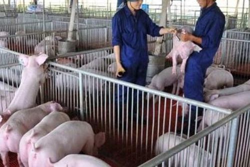 Từ 15/8, bãi bỏ 6 Thông tư về quy chuẩn kỹ thuật quốc gia trong lĩnh vực chăn nuôi
