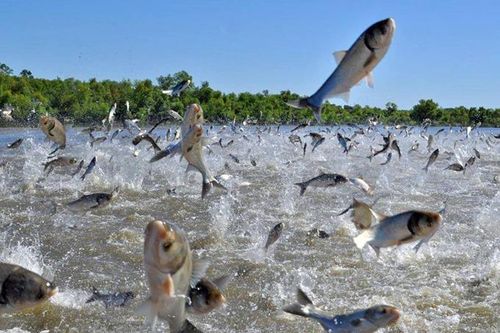 Hàng trăm con cá nhảy lên khỏi mặt hồ TQ: Chuyện gì xảy ra?