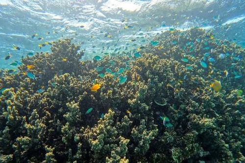 Từ Great Barrier đến nỗi lo di sản thế giới