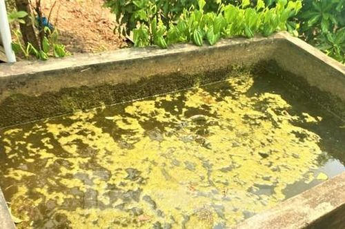 Nhà máy nước hiện đại nhất Đắk Lắk để không, người dân vẫn phải dùng nước hồ, nước mưa