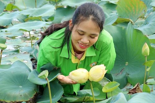 Xuất hiện cặp sen tịnh đế Bỉ Ngạn Vàng siêu hiếm ở Nghệ An