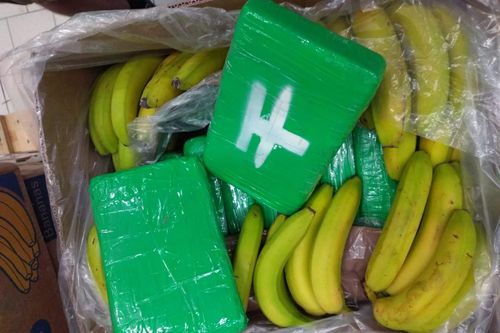 Séc: Phát hiện hơn 640kg cocaine trong những hộp đựng chuối