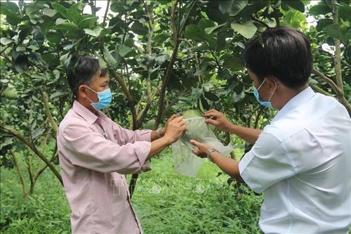 Phát huy vai trò cầu nối trong liên kết sản xuất nông nghiệp