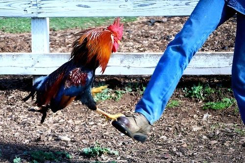 Nhập viện cấp cứu vì bị... gà mổ vào chân